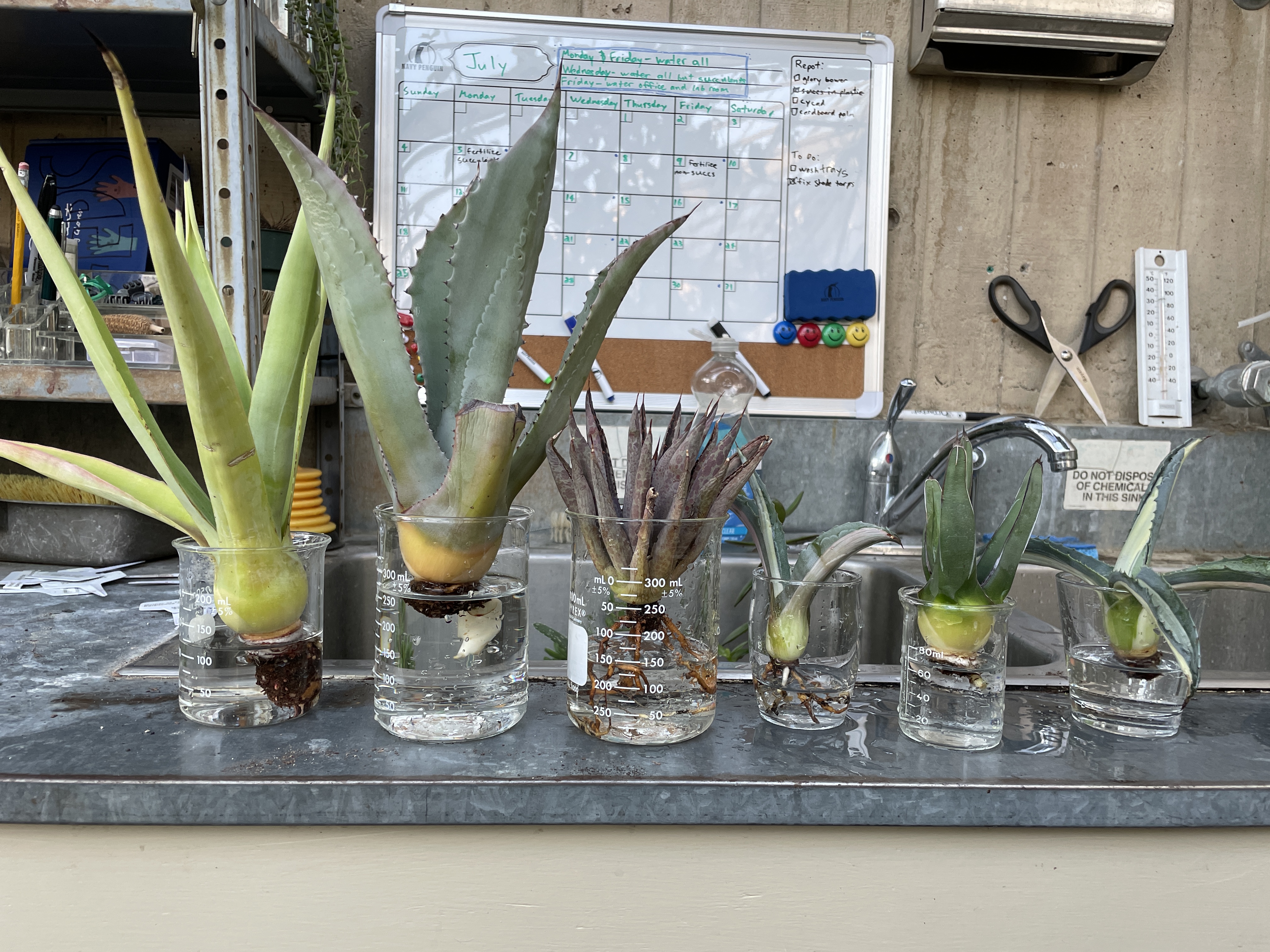 Six agave plants lined up on a counter in the HCC Greenhouse